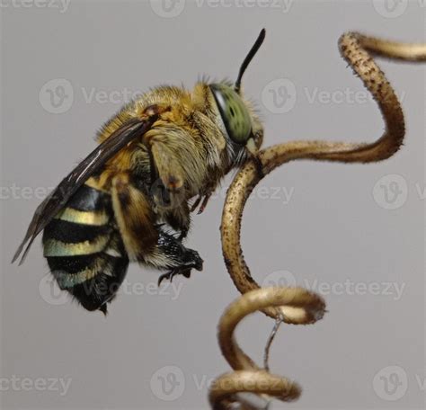 blue banded bee 15926033 Stock Photo at Vecteezy