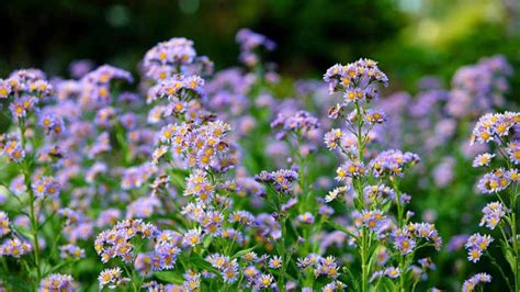 24 Gorgeous Types of Aster Flowers (#11 Is Wow)