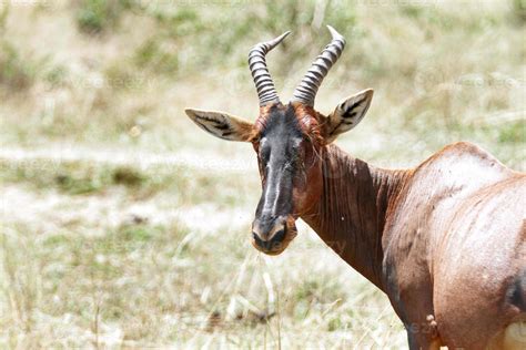 Topi antelope turning its head 844830 Stock Photo at Vecteezy