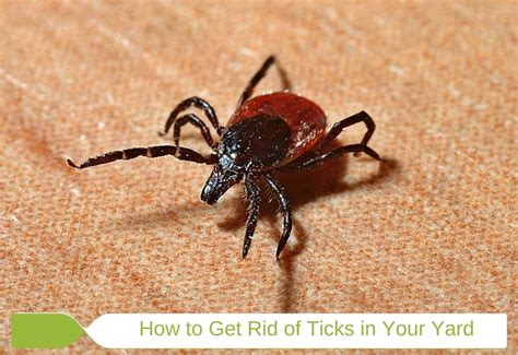 How to Get Rid of Ticks in Your House & Yard Naturally: Tick Prevention