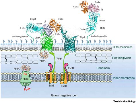 Lactoferrin Immune Complex Wholeselling Cheap | gbu-hamovniki.ru