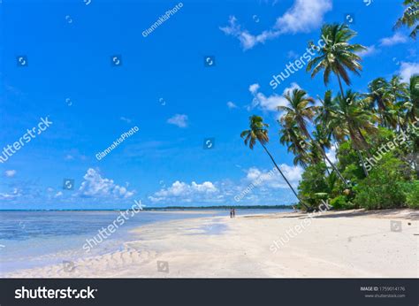 Tropical Beach Morro De Sao Pauloisland Stock Photo 1759014176 ...