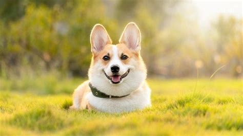 76+ Hình Chó Corgi đẹp Nhất - Trường TIểu Học Tiên Phương - Chương Mỹ - Hà Nội