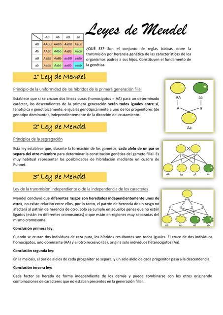 Introducir 60+ imagen qué dice la segunda ley de mendel - Abzlocal.mx