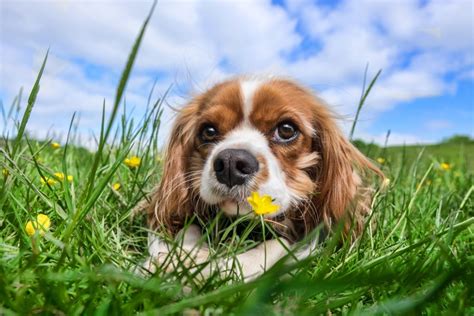 Cavalier King Charles Spaniel Health Problems & Issues | Canna-Pet®