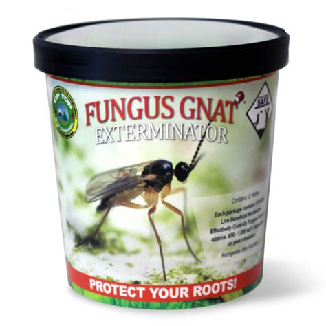 Best Pesticide For Fungus Gnats - PestPhobia