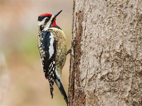 Yellow-bellied Sapsucker Range, Habitat + Distribution | Birdfact