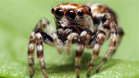 The UK’s Most Venomous Spider Is ‘Eating People Alive’