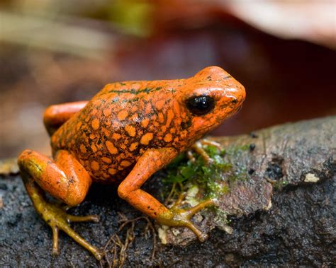 Oophaga sylvatica, Little Devil Poison Frog, in habitat. I… | Flickr