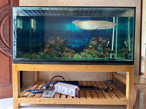 Aquarium fullset ikan arwana albino, Perabotan Rumah di Carousell