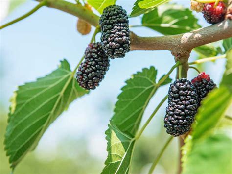 Mulberries 101: Nutrition Facts and Health Benefits