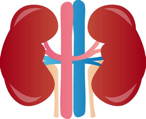 Kidney Organ Clipart Transparent - ClipartLib