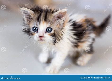 Cute Little Kitten on Table ,White Baby Cat with Eye Blue Stock Image - Image of beautiful ...