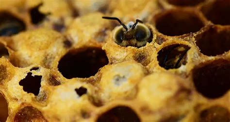 Where and How to Buy Honey Bees | Beekeeping Insider