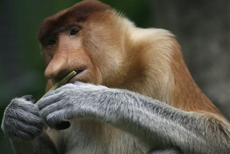 Monkeys With the Biggest Noses Get All the Girls - Newsweek