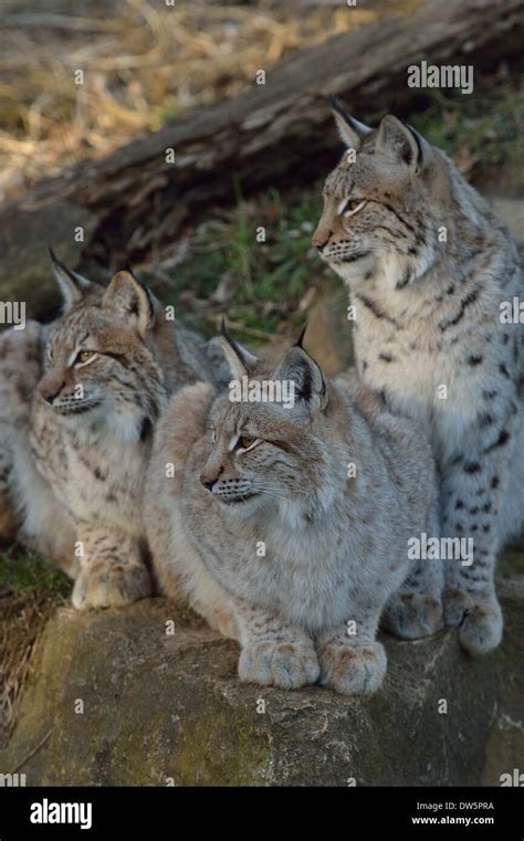 Three Lynx Cubs Stock Photo - Alamy