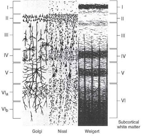 Cerebral Cortex Layers (Microanatomy) Simplified | Epomedicine