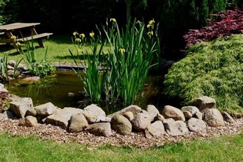 List of Wildlife Pond Edging Ideas 2024 [Advice|category]