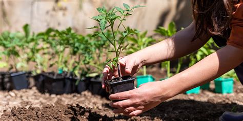 Tomato Plant Spacing Considerations: What You Need To Know - Garden Patch