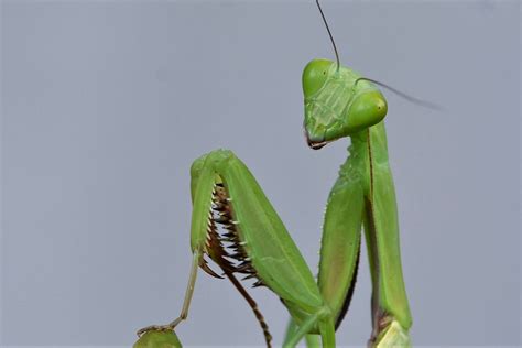 What Big Eyes You Have. An encounter with a grumpy mantis | by Bronwen Scott | Medium