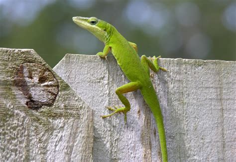 Green Anole - Institute of Food and Agricultural Sciences - University ...