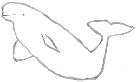 A sketch of a beluga whale | Ocean drawing, Beluga whale, Art instructions