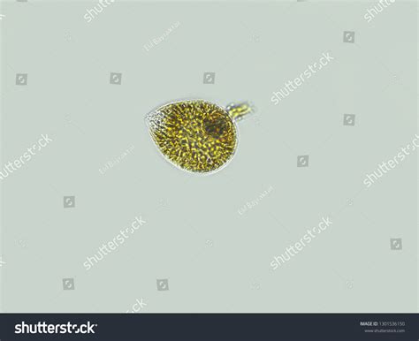 Algae Under Microscopic View Stock Photo 1301536150 | Shutterstock