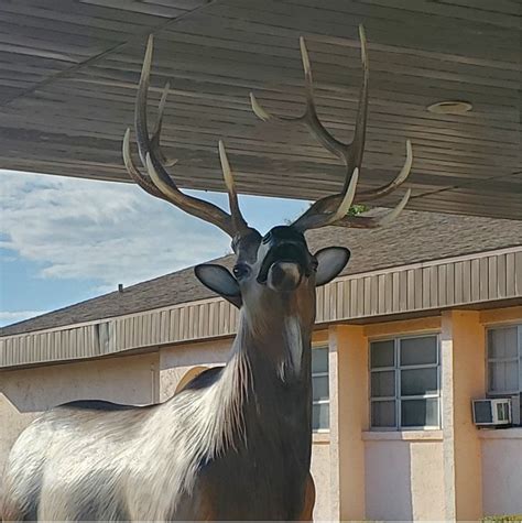 1 Elk Antler, Antler Decor Faux Antlers White Antlers White Faux Antlers Individually ...