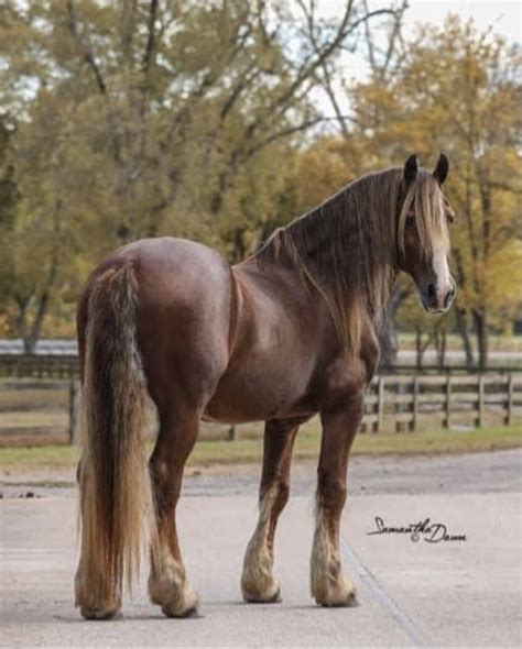 Chestnut Friesian stallion | Friesian horse, Friesian stallion ...