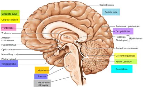 Lateral View Of The Brain Labeled Diagram