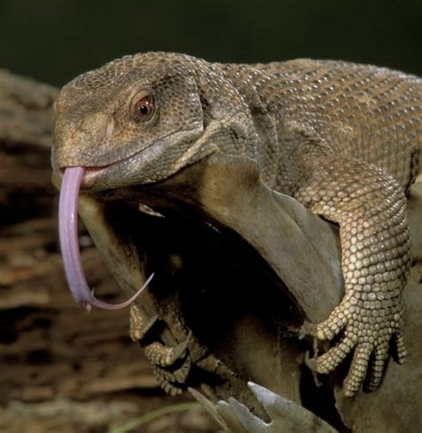 Monitor lizards' breathing may have evolved before dinosaurs