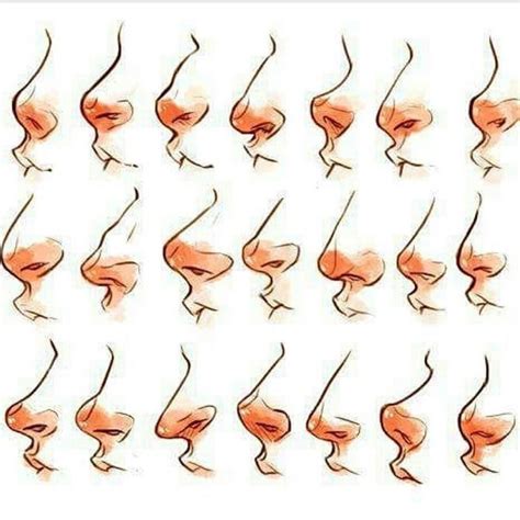 Different Nose Shapes By Race, Nose form was shaped by climate | Penn ...