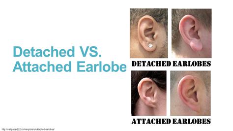 Unattached Earlobes Dominant Or Recessive