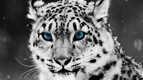 White panther | Leopard pictures, Animals beautiful, Animals wild