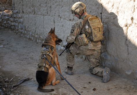 Why Are Military Dogs Important