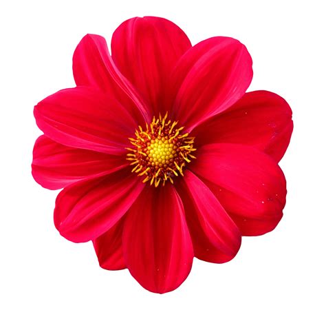 Dahlia Flower PNG Image - PurePNG | Free transparent CC0 PNG Image Library