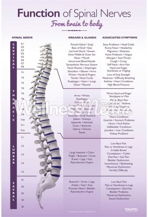 Function of Spinal Nerves Poster