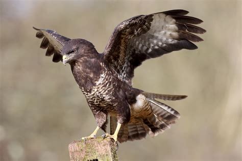 How birds of prey are faring in the Forest | Heart of England Forest