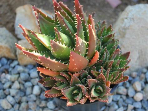 Top 10 Colorful Succulents - World of Succulents