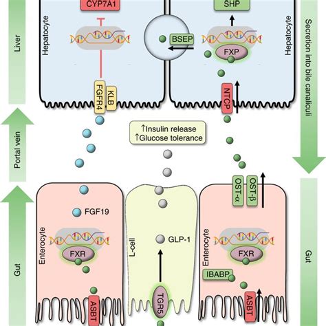 Enterohepatic circulation of bile acids: anatomical overview. Primary... | Download Scientific ...