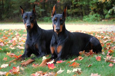 Wallpapers Dog Doberman - Wallpaper Cave