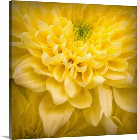 Chrysanthemum | Great Big Canvas