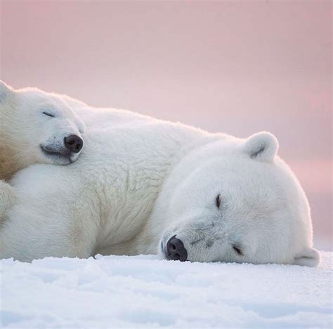 Pin by Brenda Morrow on Bear Cubs in 2023 | Polar bear images, Polar bear wallpaper, Sleeping ...