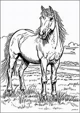 Simple Beautiful horse  Horse Coloring Pages sketch template