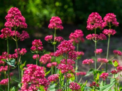 11 Easy to Care for Drought Tolerant Perennials | Red perennials ...