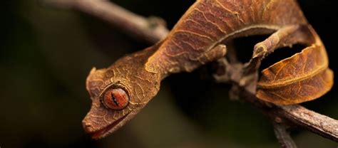 The Satanic Leaf-Tailed Gecko | Critter Science