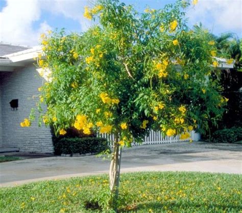 Tacoma stans Yellow Elder Tree | Front yard plants, Trees to plant ...