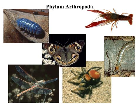 PPT - Phylum Arthropoda PowerPoint Presentation, free download - ID:3040842