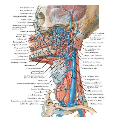 Veins of Face and Neck Regions Anatomy Supratrochlear vein ...