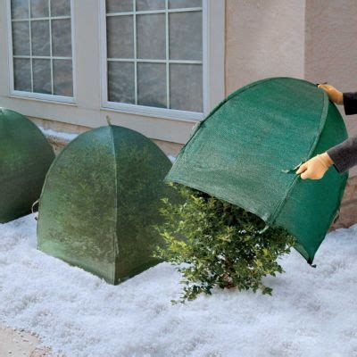 Winter Shrub Cover | Winter shrubs, Garden shrubs, Urban garden